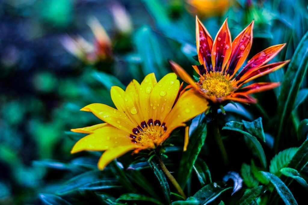 bella flor, naturaleza, gérbela, linda flor, flor amarilla, naturaleza, naturaleza, naturaleza, naturaleza, naturaleza