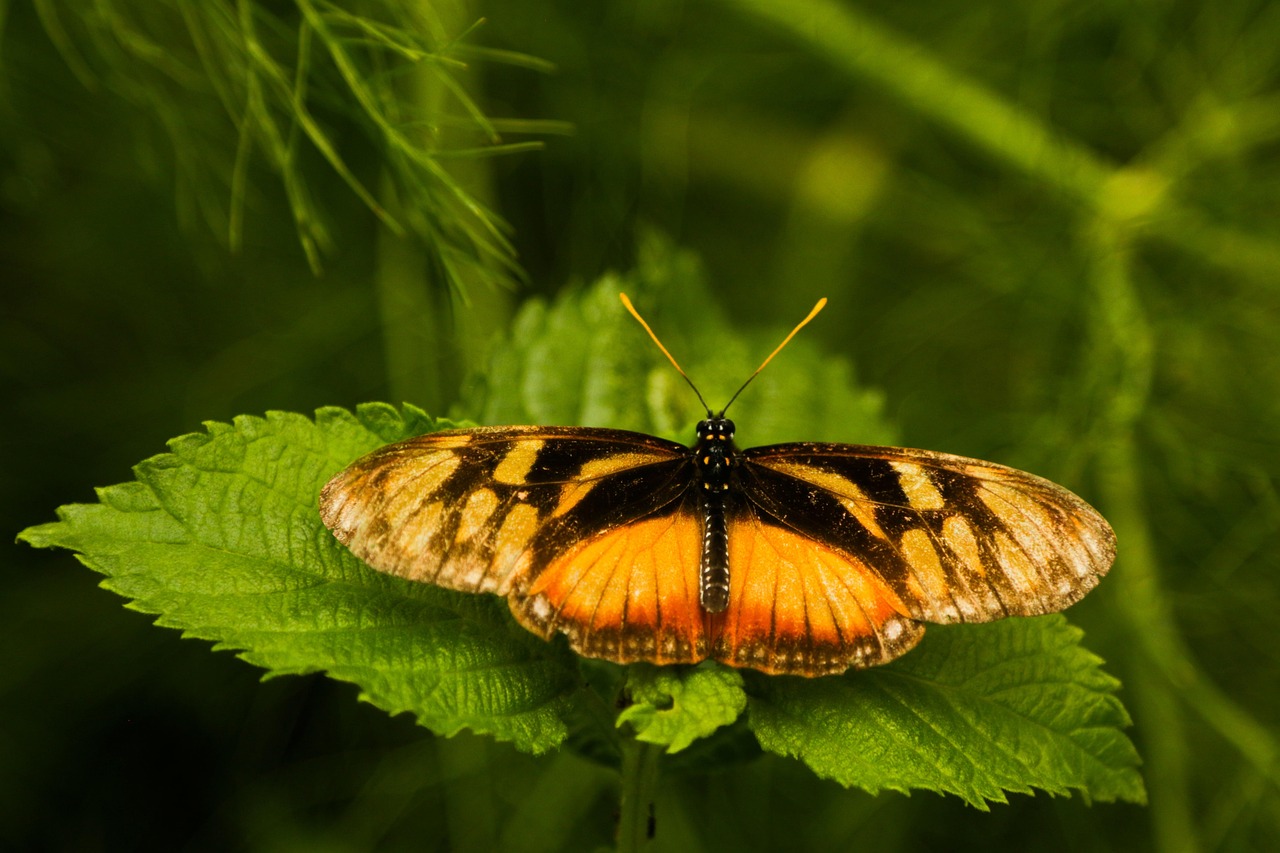 mariposa, insecto, naturaleza, alas, bicho, hojas, bosque, verde, naranja, verde, verde, verde, verde, verde