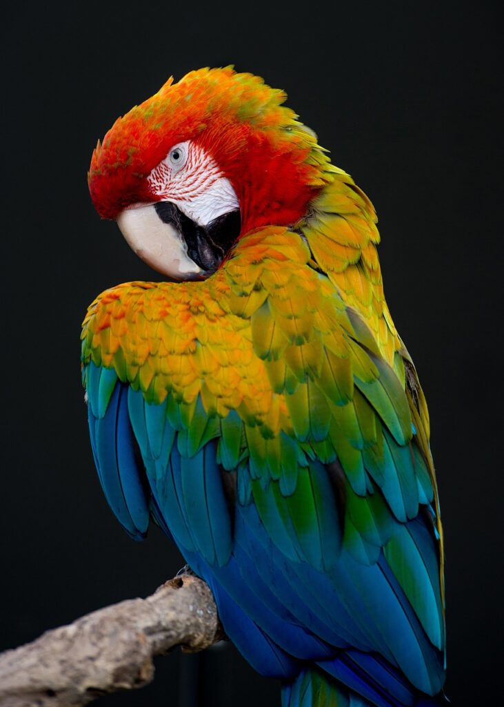 bird, parrot, nature, feathers
